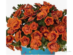 Калибрахоа махровая Aloha Double Orange
