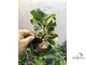 Ficus triangularis ‘White Margin’ / фикус треугольный белый
