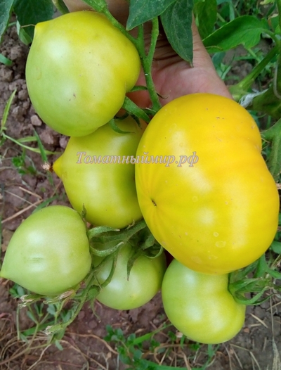 Томат Буденовка зеленая (Украина)