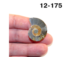 Аммонит окаменелый (симбирцитовый) № 12-175: 6,1г - 29*24*7мм
