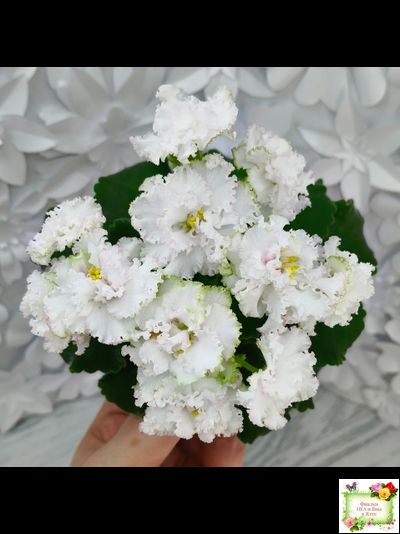 АВ-Любимая Игрушка (Фиалковод) 2015 г.