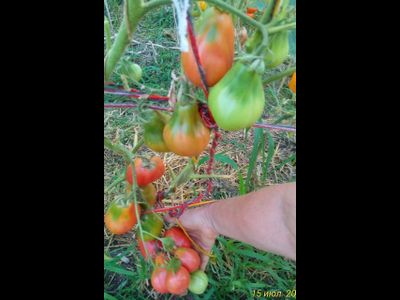 Томат Трюфель густо-малиновый