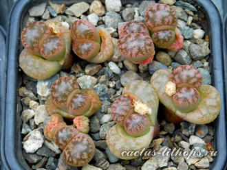 Lithops coleorum C396 - 10 семян