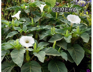 Дурман Индийский Белый, Семена экзотических и редких растений - Дурман ...