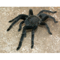 Chilobrachys sp. Kaeng Krachan