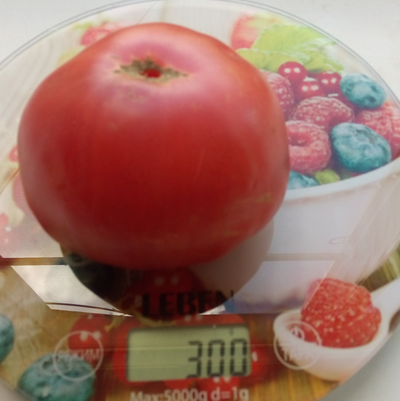 Томат Мамонт (Mammoth)