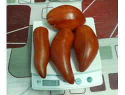 Томат Сибирский казак