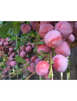 Слива  Исполинская (средн.)