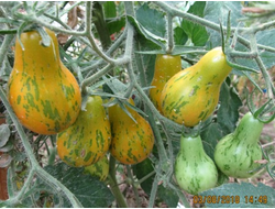 Томат Майкл Поллан (Michael Pollan)