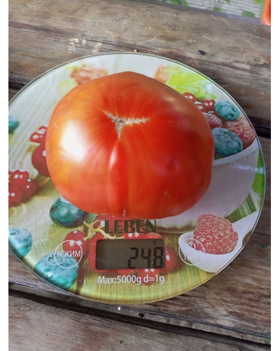 Томат Червен Градински (Cherven Gradinski, Болгария)