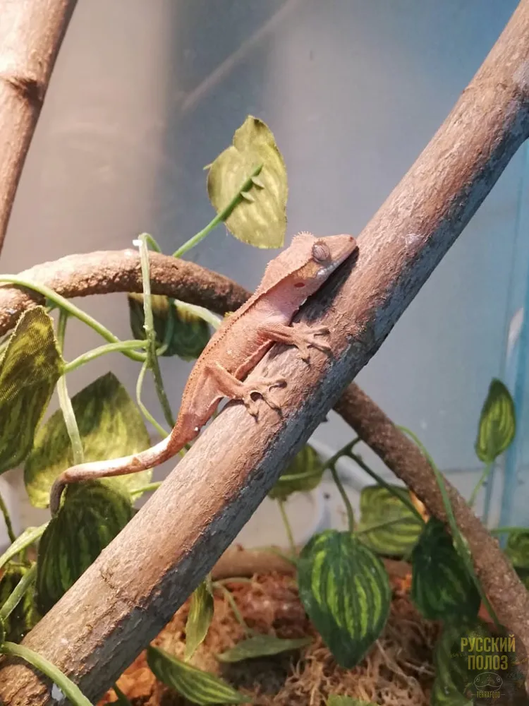 Ресничный геккон-бананоед, Correlophus ciliatus