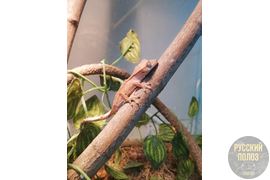 Ресничный геккон-бананоед, Correlophus ciliatus