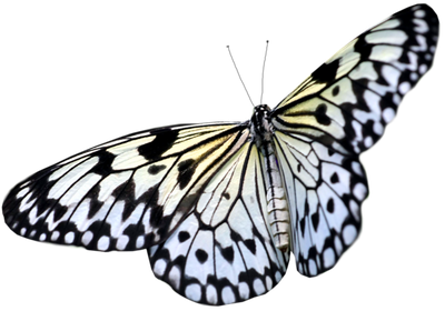 Тропикарий-ферма Бабочек 14 куколок разные виды