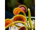 Dionaea muscipula Tiger teeth