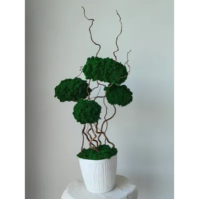 Живая эко-композиция 1002