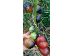 Томат Rebel Starfighter Prime (Мятежный звездный истребитель)