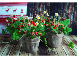 Лесная земляника из полимерной глины.