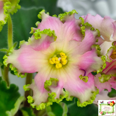 ЕК-Линжери (Е. Коршунова) 2021 г.