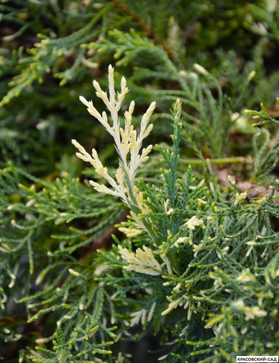 Можжевельник Уайт Сплеш - White Splash