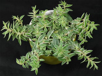 Sedum Silverstar - Sedum Lineare Variegatum, Очиток линейный серебряная звезда, очиток игольчатый, очиток ковровый