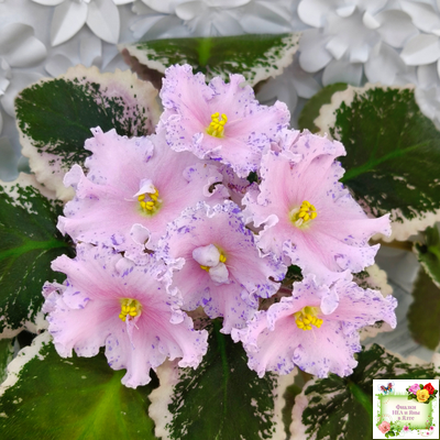 НД-Хоровод  (Н.Данилова-Суворова) 2021 г.