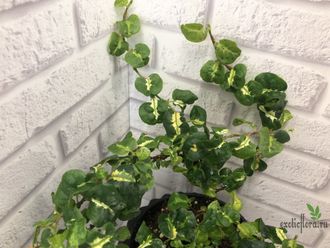 FICUS pumila ‘Curly’ Variegated / фикус пумила кудрявый вариегатный