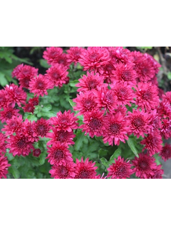 Хризантема мультифлора Branhill Purple