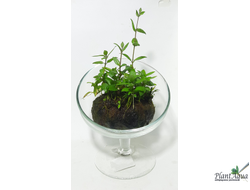 Кочка питательная Ваби-Куса