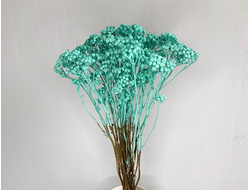 Пижма тиффани