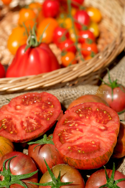 Томат Ярсон 26 (Jarson 26), 10 шт