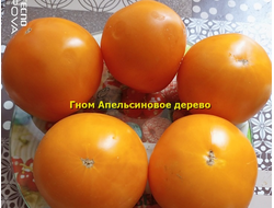 Гном Апельсиновое дерево (Dwarf Orange Tree, Австралия, США )