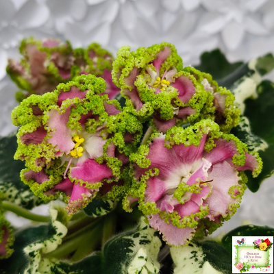 МТ-Античная Брошь (М. Тотиева) 2025 г.