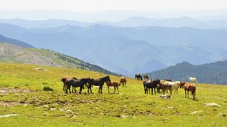 КУЛЬТУРНЫЙ ВОЯЖ: Налобиха-Косиха-В.Обское