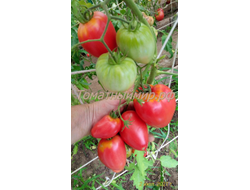 Томат Воловье сердце розовое (Volovsko srce pink)