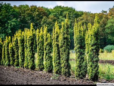 Тисс ягодный Фастигиата - Fastigiata