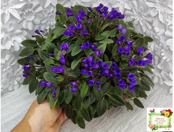 Vallarta Campanas Moradas (G.Beck) трейлер (пасынок посажен 17.08.25)