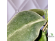 14/02/2025 hoya calicyna