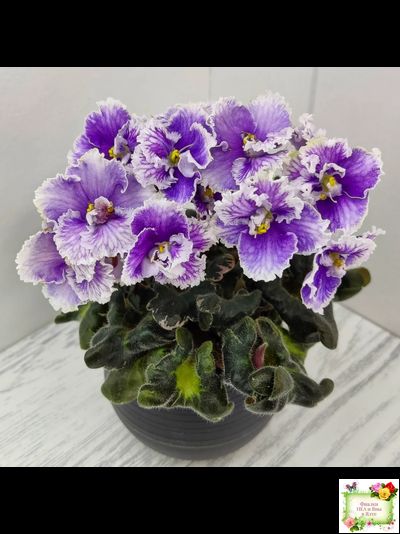 Н-Тет-а-Тет (Н. Бердникова) 2019 г. (лист укоренённый с деткой)