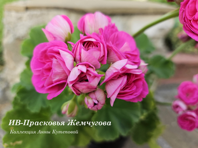 Пеларгония ИВ-Прасковья Жемчугова