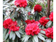 Рододендрон древесный (Rhododendron anthopogon), цветки, 1 г - 100% натуральное эфирное масло