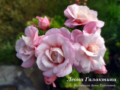 Леона Галактика пеларгония