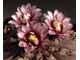 Gymnocalycium esperanzae VG-1306 (D=12-15мм)