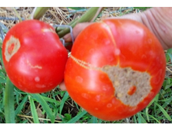 Томат Mega Marv (Мега Марв), США