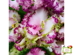 АВ-Буря Эмоций (Фиалковод) 2020 г.