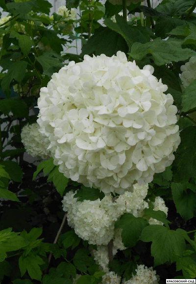 Калина Обыкновенная Розеум - фото цветка - красовский-сад.рф