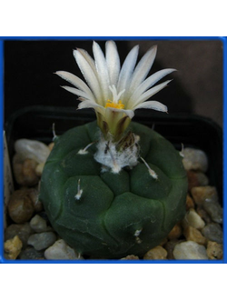 Turbinicarpus jauernigii