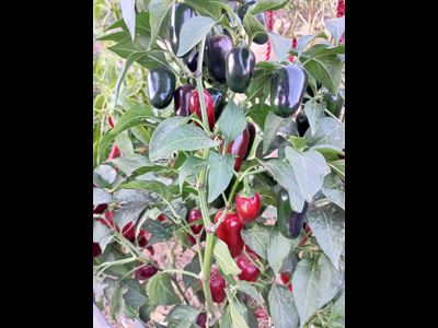 Перец острый  Black Maroccan Jalapeno