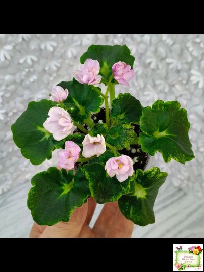 LV-Прелесть (Л. Шевелева) сеянец (стартер)