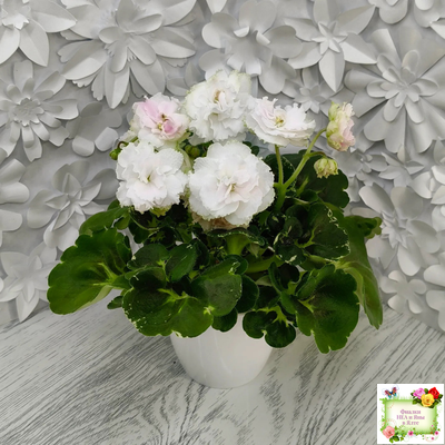 МТ-Кокилье (М. Тотиева) 2023 г.