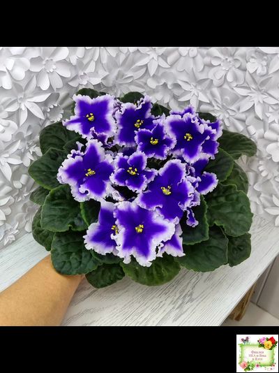 Dn-New Star (Д. Денисенко) 2019 г.